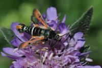 Pyropteron chrysidiforme