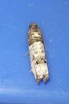 Epinotia