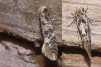 Infurcitinea