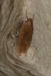 Helcystogramma triannulella