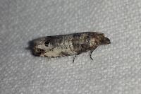 Notocelia