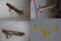 Parornix finitimella