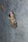 Cossus cossus