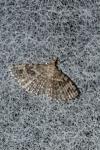 Alucita hexadactyla