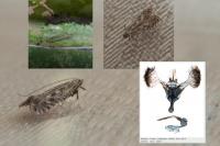 Parornix devoniella