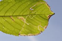 Lyonetia clerkella