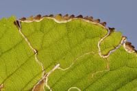 Lyonetia clerkella