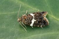 Olindia schumacherana
