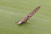 Paradoxus osyridellus