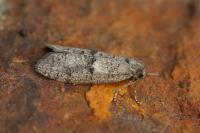 Penestoglossa dardoinella