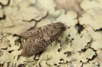 Penestoglossa dardoinella