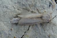 Phragmataecia castaneae