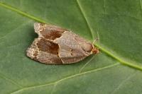 Clepsis dumicolana