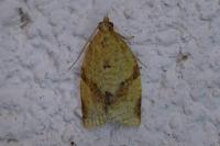 Clepsis consimilana