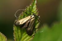 Adela reaumurella