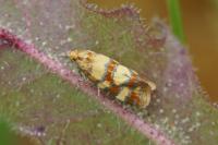 Aethes tesserana