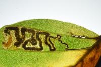Stigmella tityrella