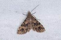 Alucita hexadactyla
