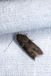 Hypatopa segnella