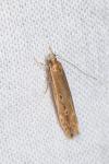 Limnaecia phragmitella