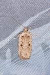 Agonopterix ocellana