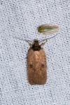 Agonopterix subpropinquella