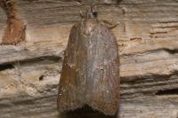 Acleris sparsana