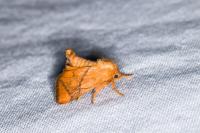 Apoda limacodes