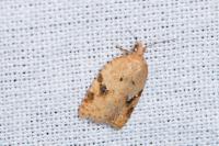 Acleris ferrugana/notana