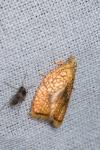 Acleris forsskaleana