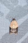 Acleris variegana