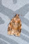 Archips xylosteana