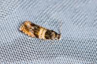 Celypha aurofasciana