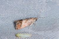 Cydia splendana