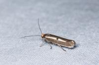 Parahyponomeuta egregiella