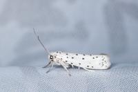 Yponomeuta