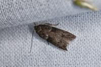 Hypatopa segnella