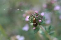 Adela australis