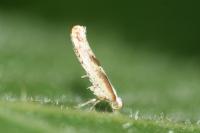 Argyresthia bonnetella