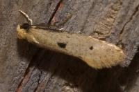 Tinea trinotella