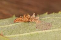 Coleophora potentillae