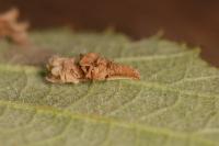 Coleophora potentillae