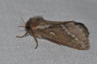 Korscheltellus lupulinus