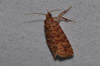 Lozotaeniodes formosana
