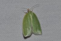Tortrix viridana