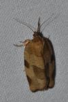 Choristoneura hebenstreitella