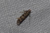 Bryotropha