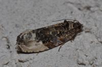 Hedya nubiferana