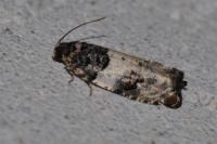 Gypsonoma sociana
