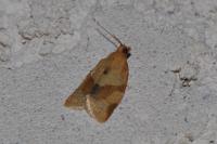 Clepsis consimilana